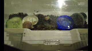 Busy Night Of The Cute Tiny Snails