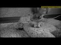 лпс клип реп про Марьяно ро и ивангай