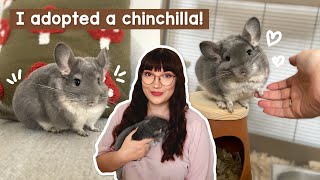 Surprise! I adopted a Chinchilla