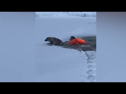 Провалившеюся под лед собаку достали спасатели в Подмосковье