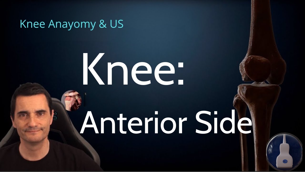 Переднее УЗИ коленного сустава – анатомия и техника сканирования | Серия «УЗИ опорно-двигательног...