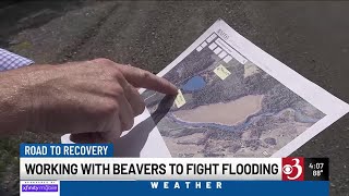 Vt. towns look to mitigate flooding while allowing beavers to thrive