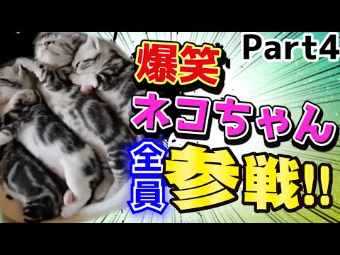 爆笑ネコちゃん全員参戦！！Part4