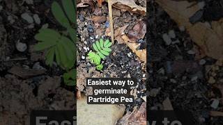 Germinate Partridge Pea (Chamaecrista fasciculata) without scarification.
