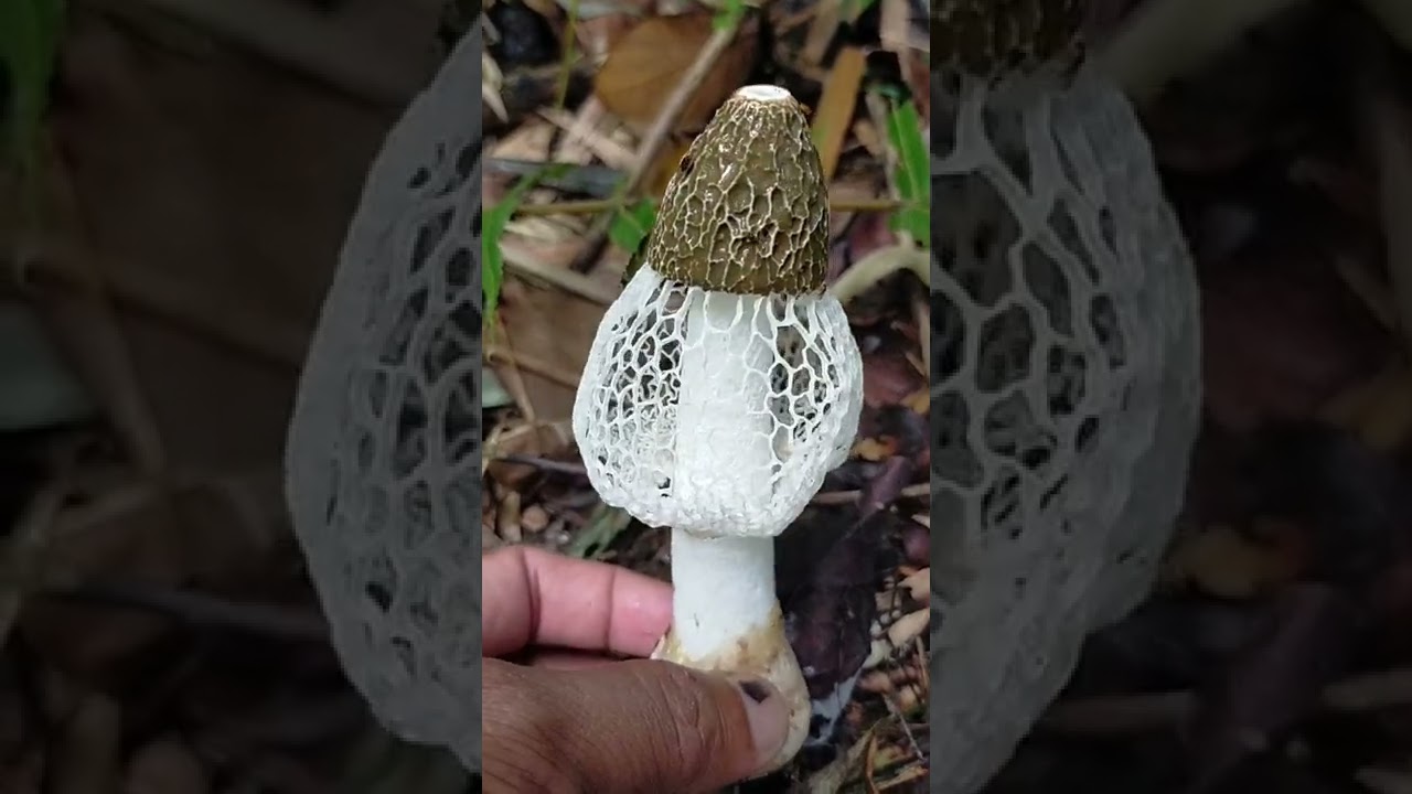 SNAKE MUSHROOM YouTube