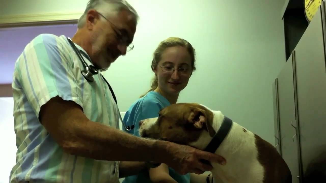 Cat kidney transplants and Darla, sweet pit bull for adoption YouTube