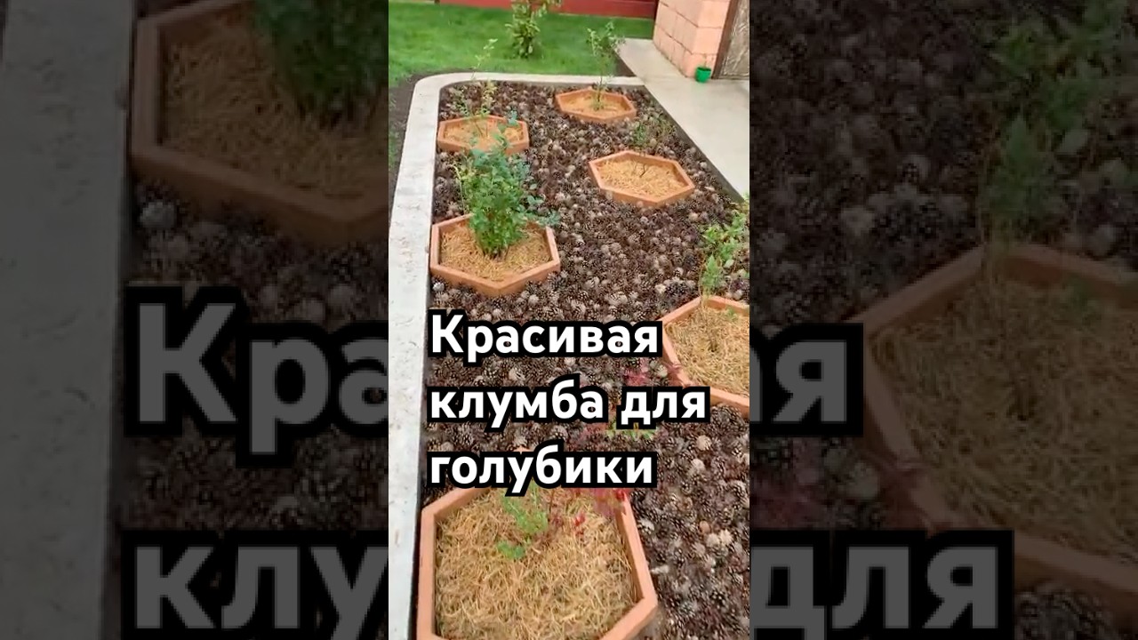 ПРАВИЛЬНАЯ  КЛУМБА ДЛЯ ГОЛУБИКИ 