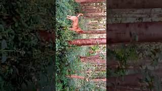 Hadzabe dogs hunting #shorts #youtubeshorts #trending #hadzabetribe @iammarwa