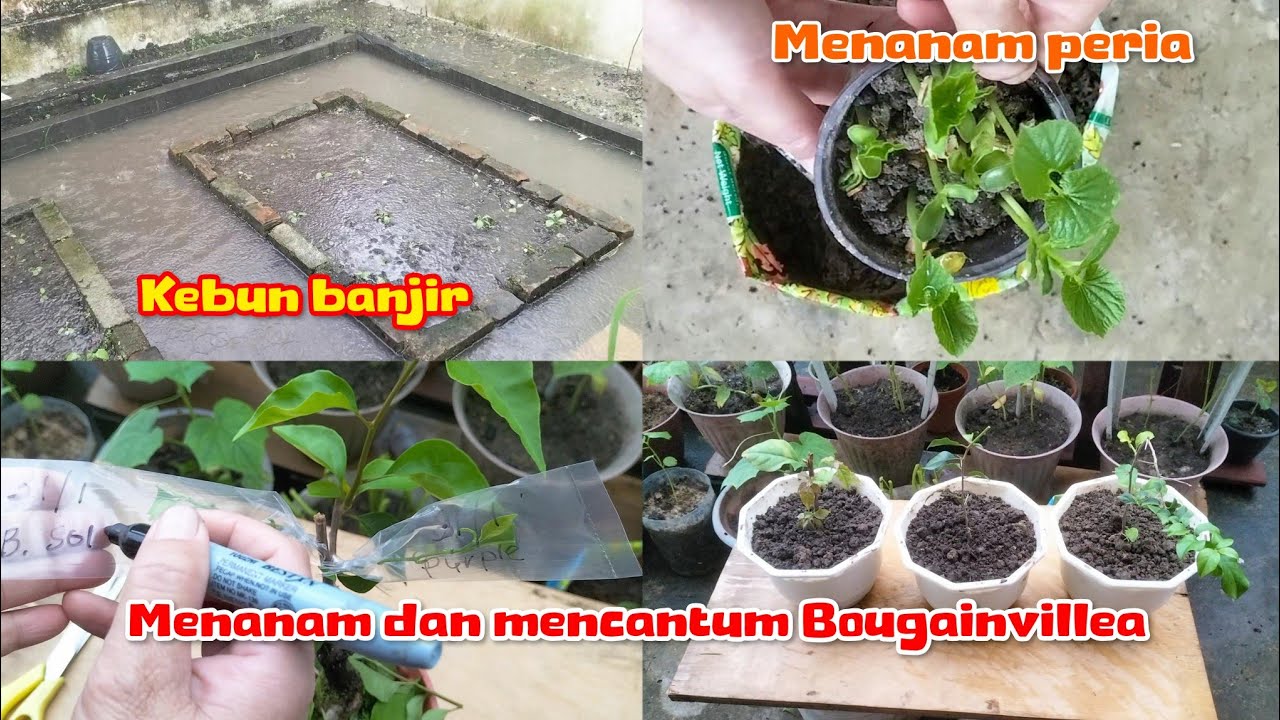 Grafting Bougainvillea & planting bitter gourd after heavy rain