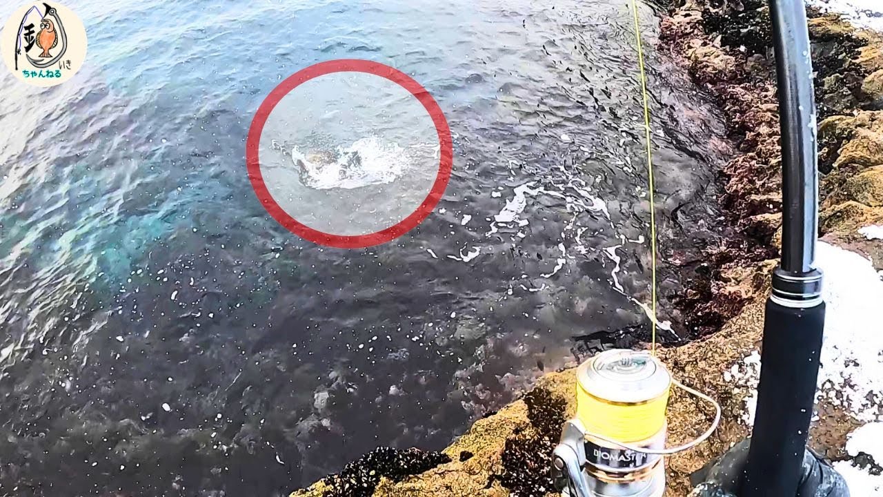 北海道の地磯で足元にイソメを垂らしたら一発で！3泊4日の【投げ釣り