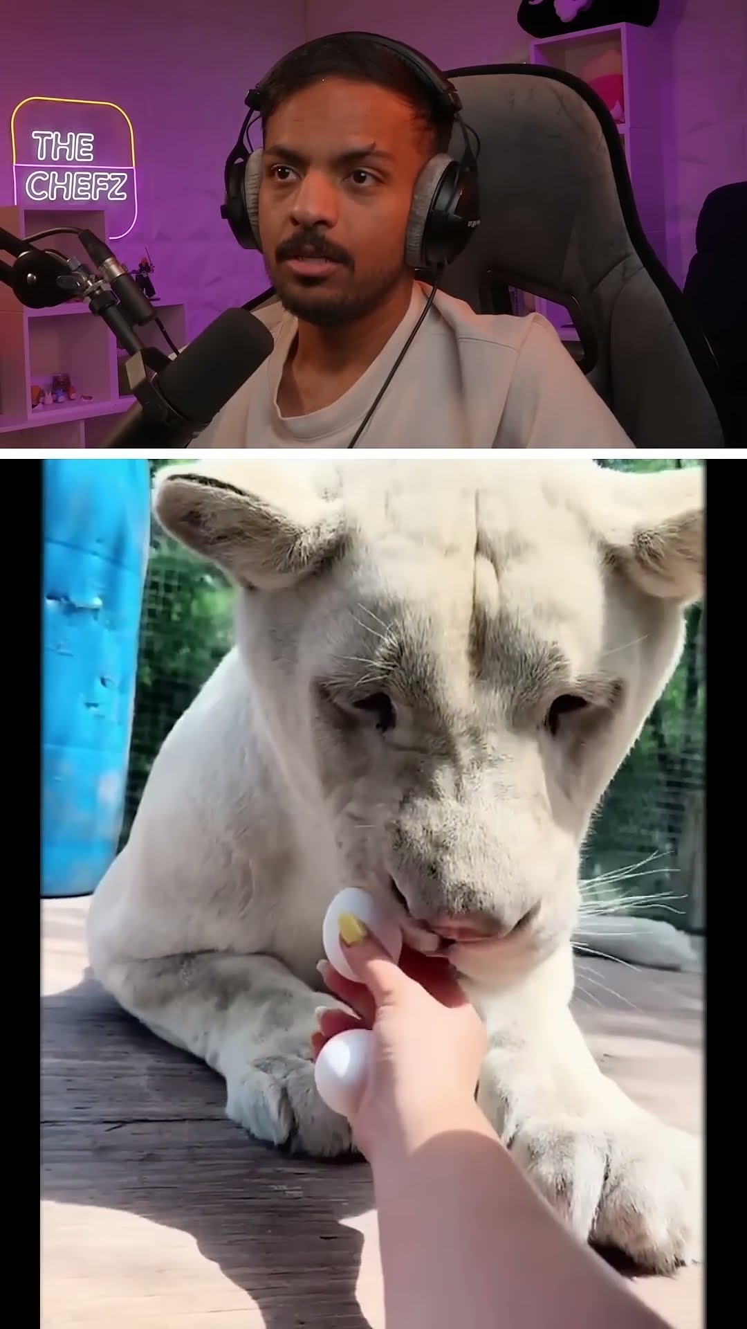 هل الاسد ياكل البيض؟