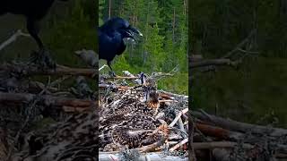 Download Lagu Pembunuh Anak Elang Gagak Hitam MP3