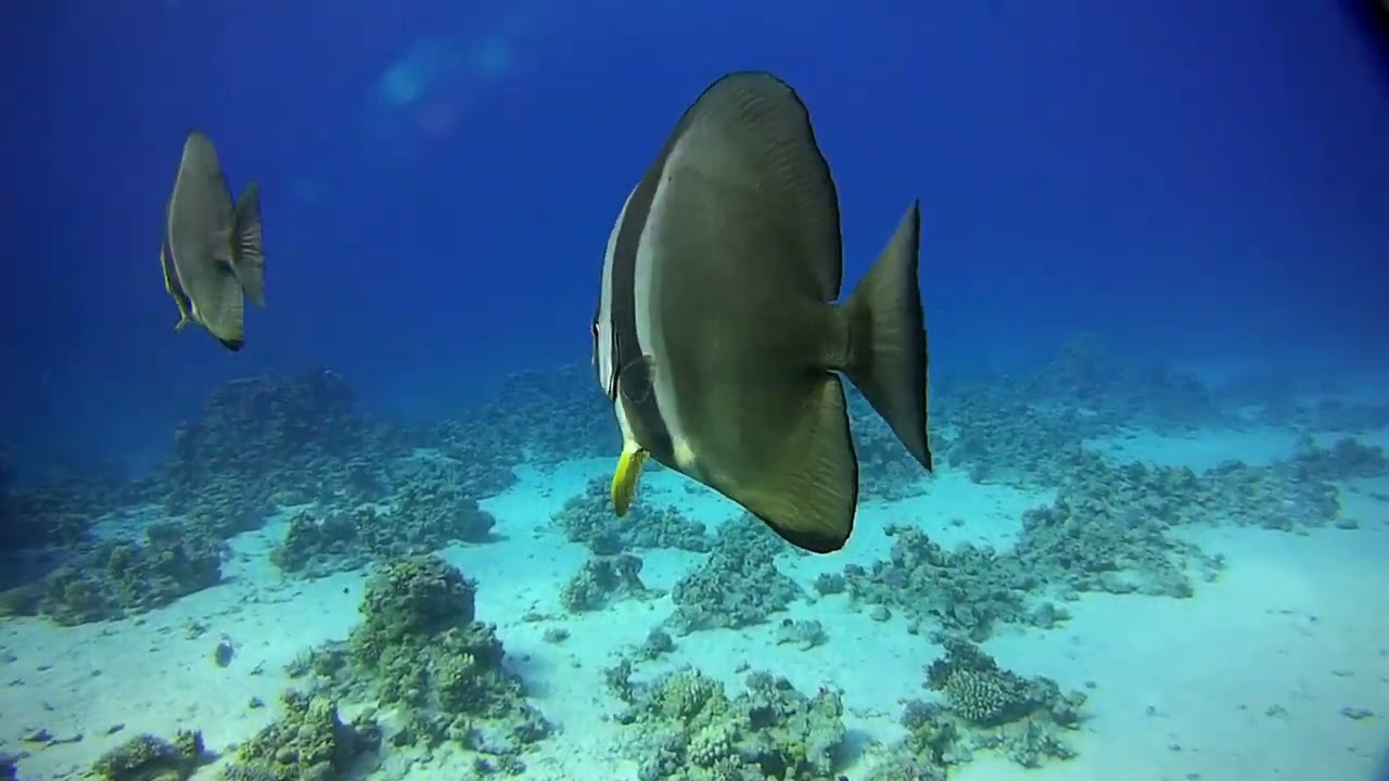 FARANA REEF RESORT Diving Sharm El Sheikh
