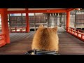 柴犬の後頭部越しで見る世界遺産［厳島神社］編　［Shibainu Daifuku went to Itsukushima Shrine］