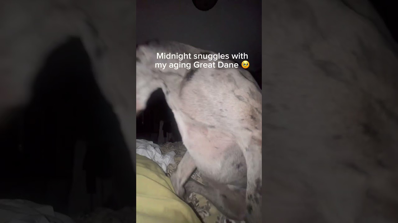 Midnight Snuggles with My Aging Great Dane 🐾 | Cherishing Every Moment