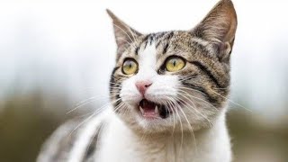 Cat Sound | Cat voice | Cats meowing to attract Kittens