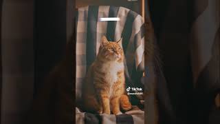 lirik lagu malampagi