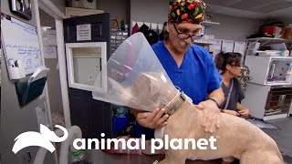 Jeff salva la vida de un Pitbull atacado por una serpiente | Dr. Jeff, Veterinario | Animal Planet