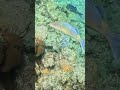 Goldsaddle Goatfish Sifting the Reef 🐟🏖️🌀
