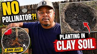How To Plant Bare Root Fruit Trees jujube U0026 Plum In Clay Soil