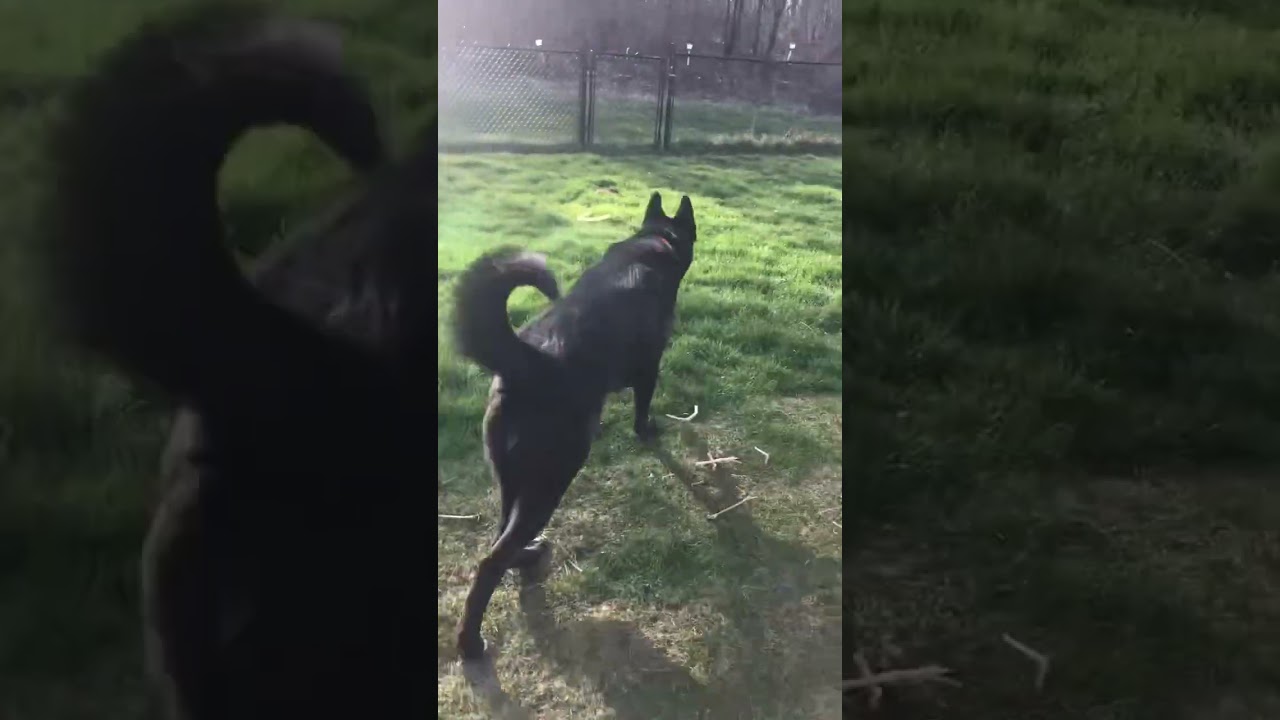 All black husky 1 Blue eye