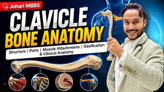 Clavicle Bone Anatomy | Structure, Parts, Muscle Attachments, Ossification & Clinical Anatomy
