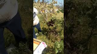 Arıdan Oğul Nasıl Alınır