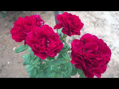 Video Hồng cổ Sơn La và Son Môi 2 loại hồng cổ quý đáng... - youtube