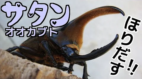クワガタ カブトムシ生活 サタンオオカブト 掘り出し動画 カブトムシ飼育 Stag Beetle Mp3
