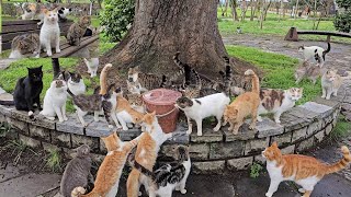 Can you count how many stray cats I fed and caressed them with love in this video? by Adorable Paws 81,048 views 2 weeks ago 10 minutes, 27 seconds