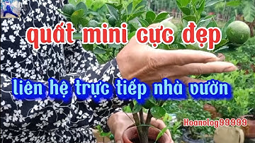 Quất cảnh mini cực đẹp bán quất tết 2024, mua quất tết liên hệ trực tiếp nhà vườn