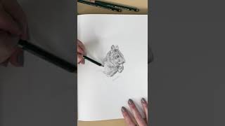 Squirrel - American red squirrel - drawing animals - graphite - pencil sketch - sketchbook shorts