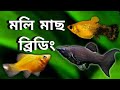Molly fish breeding । অ্যাকোয়ারিউমে মলি মাছ ব্রিডিং