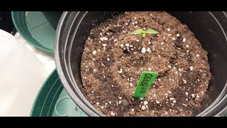 Transplanted, Nutrient deficiency Jack Herer &Island Sweet Skunk