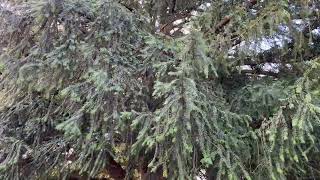 Common yew - branches, twigs & leaves - February 2025