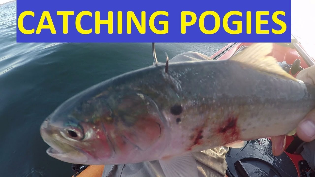 Pogies (Menhaden or Bunker): How to Catch as Bait for Kayak