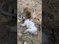 King Monkey Mark take care his princess #monkey #ambertroopmonkey