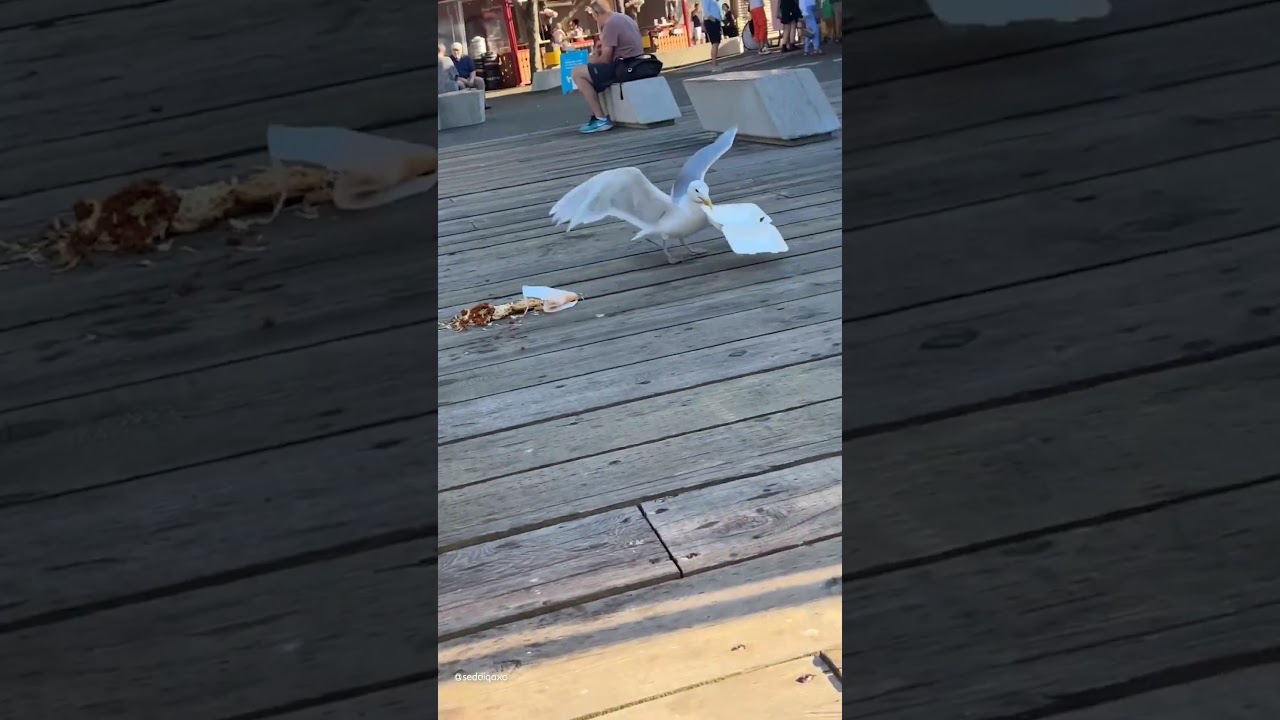 Sneaky Seagull Steals Food 😂