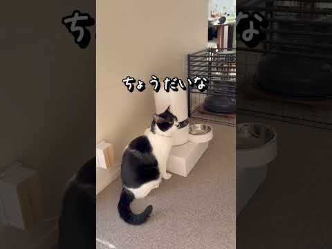 1粒だけ残しておねだりするネコ #元野良猫 #はち号 #自動給餌器