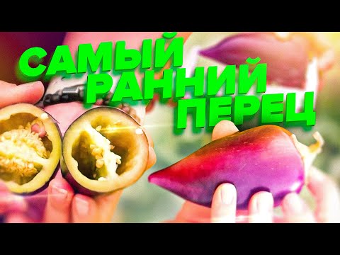 КАК ПОЛУЧИТЬ РАННИЙ УРОЖАЙ ПЕРЦА В 2020 ГОДУ? ПЕРВЫЙ НА ОГОРОДЕ — ПЕРЕЦ СИРЕНЕВЫЙ БЛЕСК