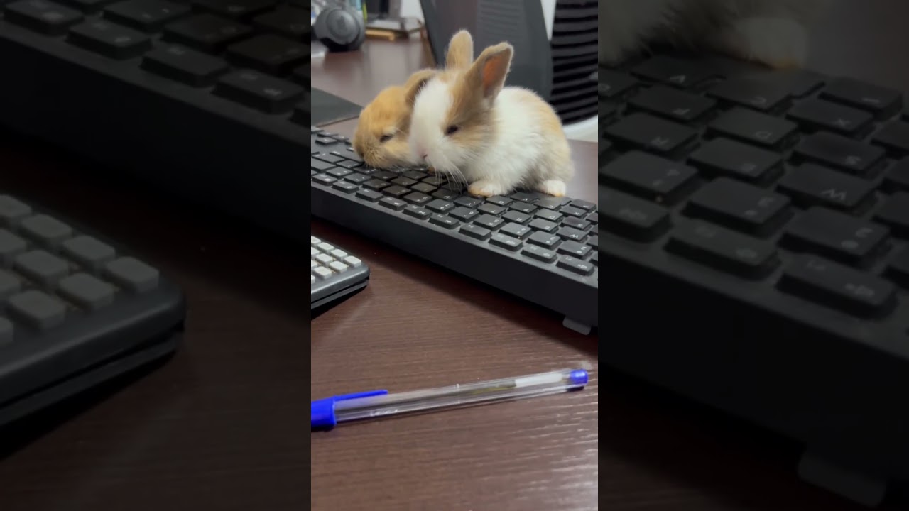 BABY BUNNIES Made a Carrot Graph… This Got OUT OF CONTROL!!!