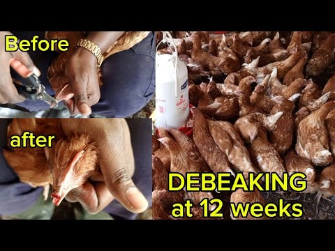 How to DEBEAK layers chicks successfully without any mortality and over ...