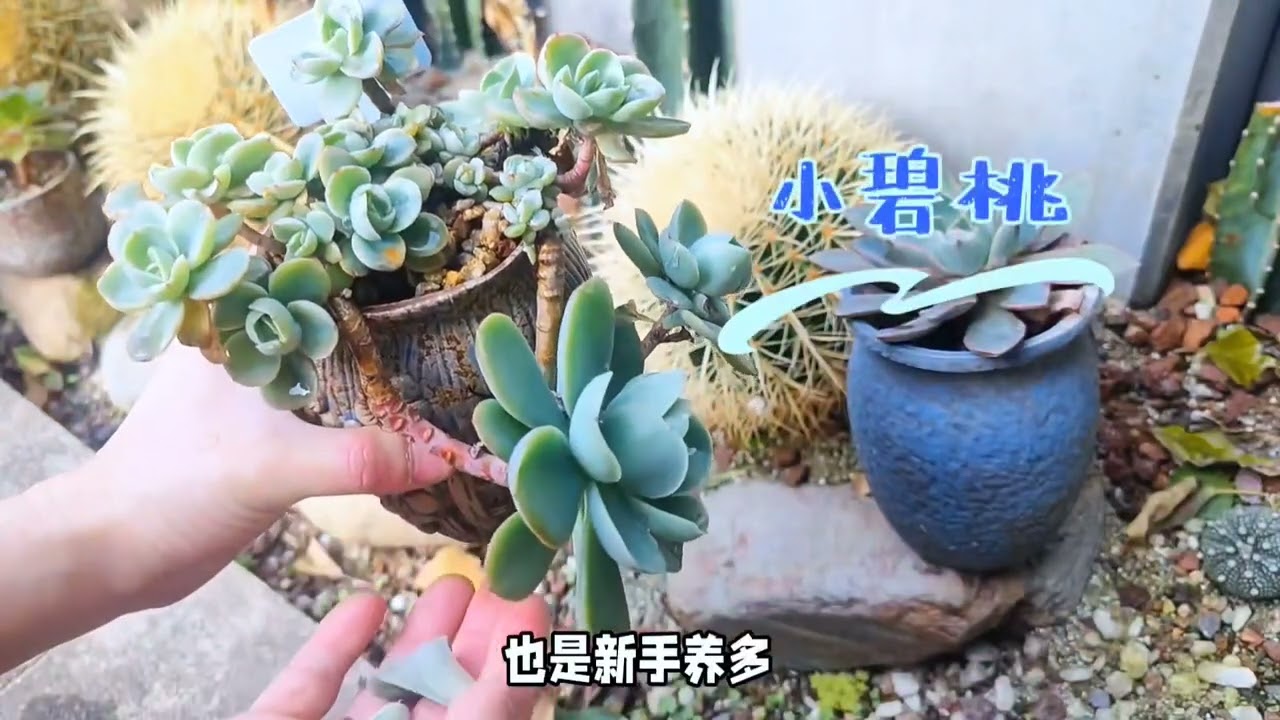 新手养多肉不在多而在精，先保证成活率才是关键 