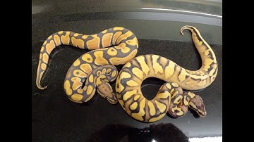 Price of ball pythons falling...is this a buyer