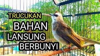 Suara Burung trucukan gacor memanggil lawan pancingan  trucuk betina memanggil jantan agar bunyi