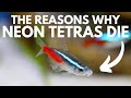 5 Reasons Why Neon Tetras Die