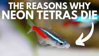 5 Reasons Why Neon Tetras Die