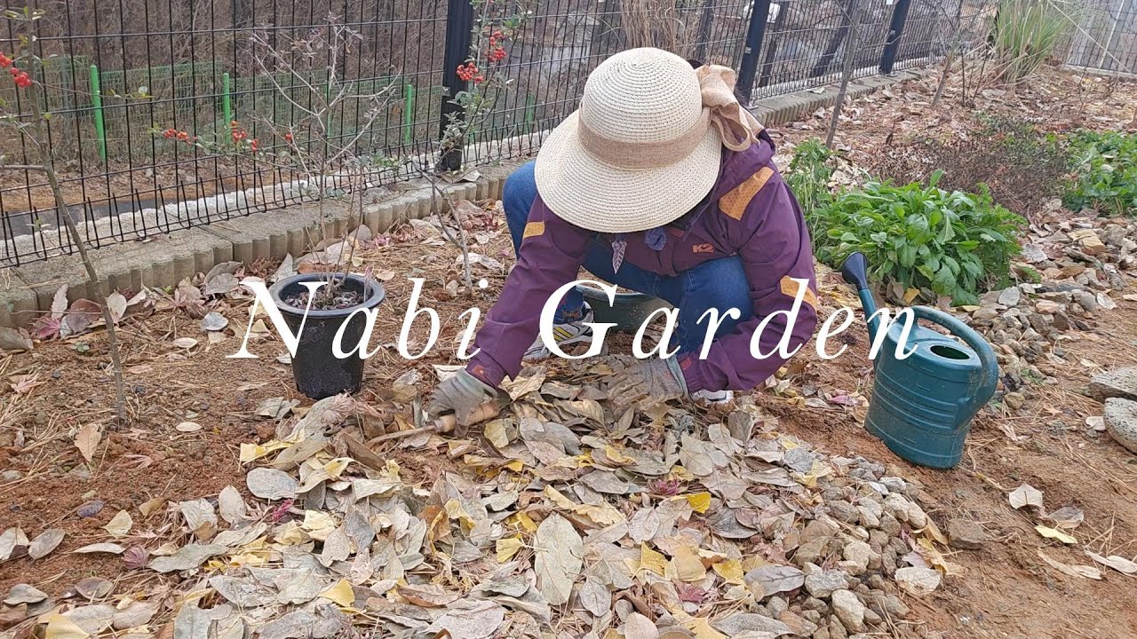 기분전환으로 화원에~처음겪는 황홀한 겨울눈 주택. 아직은 심을 수 있어요.수염탈란드시아/붓들레아리틀루비/뱀무미세스브레드쇼/
