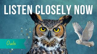 Owl Spirit Animal And Energy Seeing What Others Miss