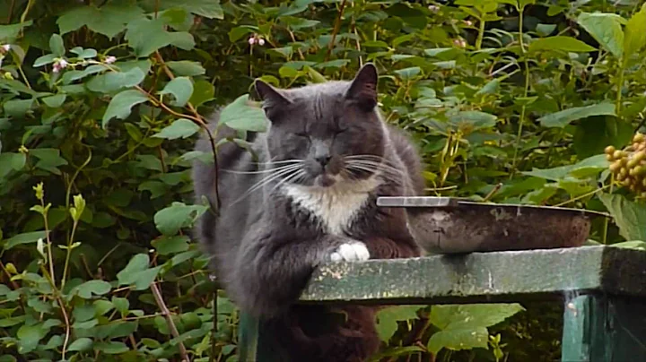 Panasonic Lumix TZ7 Test videos